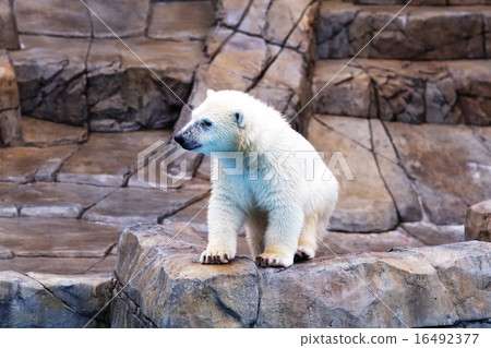 Polar bears Polar bears 16492377