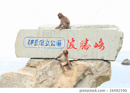 Hatsukizaki Monkey Bay, Japanese macaque, stone monument 16492590