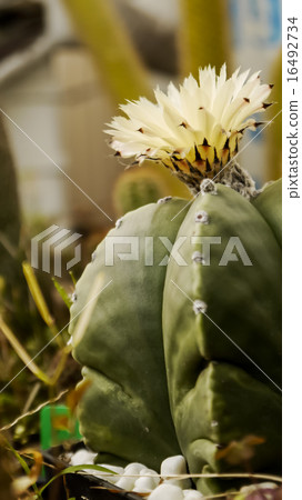 穀類,開花,多汁,耐旱,淡黃色,夏日的天空 穀類,開花,多汁,耐旱,淡黃色,夏日的天空 16492734