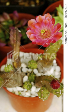 儀式，花卉，多汁，抗旱植物，園林美學 16492898