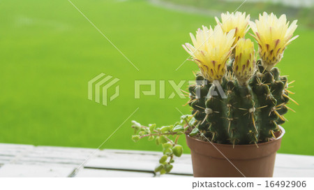 儀式，花卉，多汁，抗旱植物，園林美學 16492906