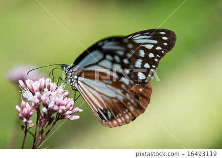 Air traveler Asagi Madara NO.4 Air traveler Asagi Madara NO.4 16493119