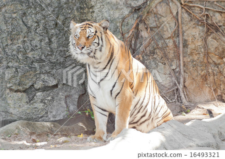 Siberian Tiger 16493321