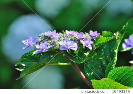 節日繡球花(藍紫色) 節日繡球花(藍紫色) 16493579