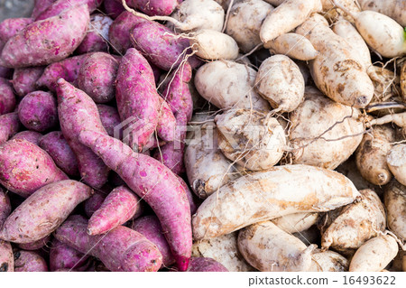 Freshly harvested yellow and purple sweet potatoes 16493622