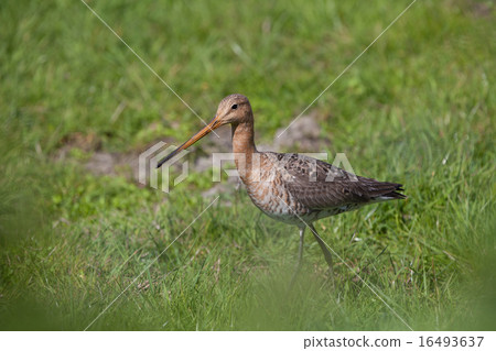Black-tailed Godwit Black-tailed Godwit 16493637