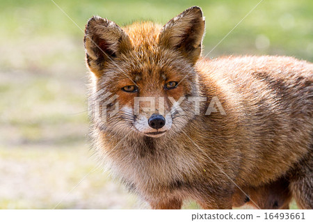 fox head 16493661