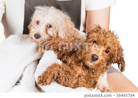 Cute wet poodle puppies wrapped in towel 16493784