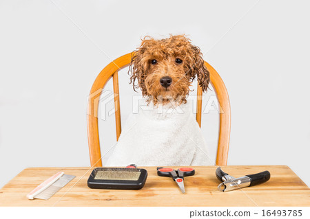 Concept of wet poodle dog seated for grooming 16493785
