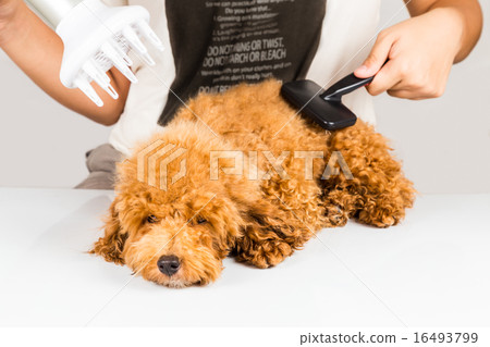 Wet poodle dog fur being blown dry and groom Wet poodle dog fur being blown dry and groom 16493799