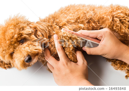Close up of dog fur combing and detangling Close up of dog fur combing and detangling 16493848