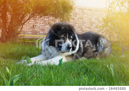Caucasian Shepherd on the green grass 16493880