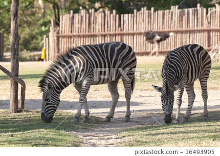 zebra in field 16493905