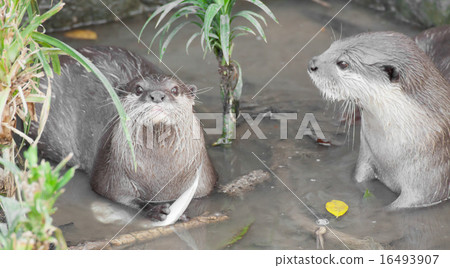 Otter in the water, eating fish 16493907