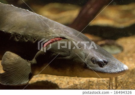 sturgeon fish caviar eggs underwater 16494326