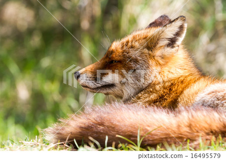 fox head 16495579