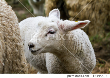 lamb 16495595