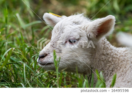 lamb lamb 16495596
