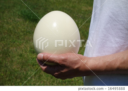 Egg of an ostrich 16495888