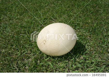 Ostrich egg on the day after egg laying 16495891