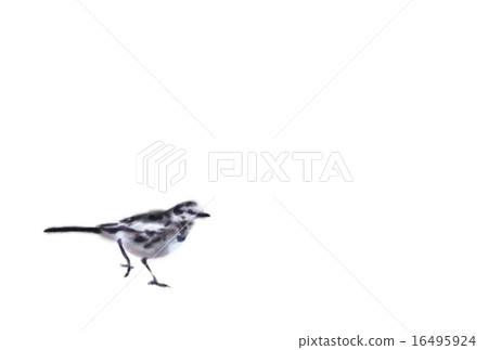 Beautiful Beautiful 16495924