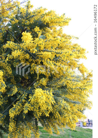 Acacia in Awaji Island (Mimosa) 16496172