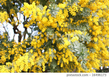Acacia in Awaji Island (Mimosa) 16496173