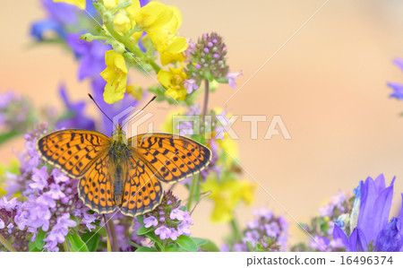 Monarch Butterfly Monarch Butterfly 16496374