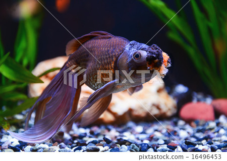 Goldfish in water tank Goldfish in water tank 16496453