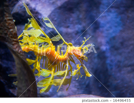 Leafy Sea dragon 16496455