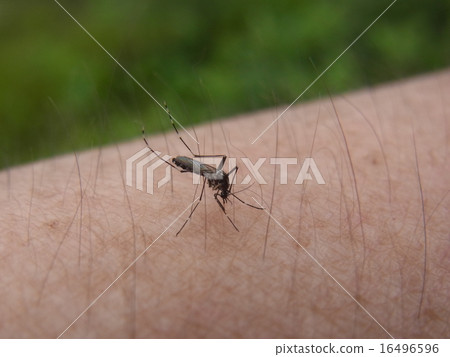 Aedes albopictus 16496596