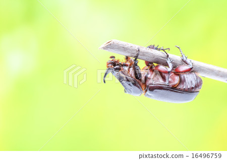 rhinoceros beetle 16496759