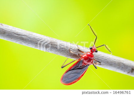 beetle 16496761