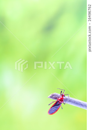 beetle beetle 16496762