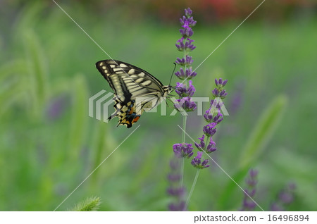 Swallowtail butterfly and lavender 16496894