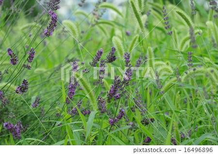 Lavender and cat 16496896