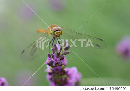 Lavender and Akiakane Lavender and Akiakane 16496901