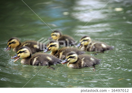 嬰兒在加利福尼亞 16497012