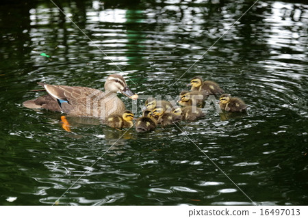 kalgamo的父母和孩子 16497013