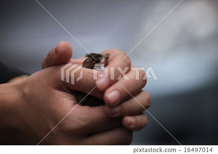 麻雀的寶貝 麻雀的寶貝 16497014