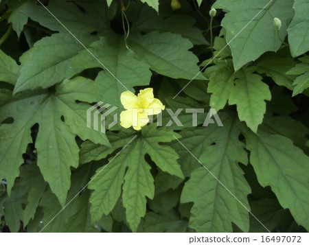 Cute little yellow flowers are flowers of goya Cute little yellow flowers are flowers of goya 16497072