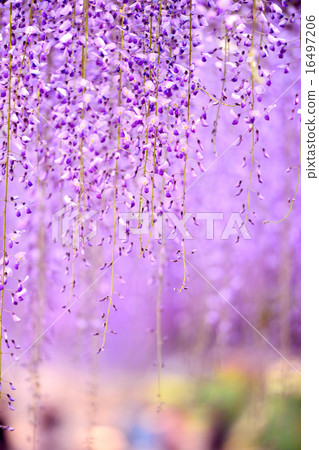 Wisteria of Wakamachi, Okayama Prefecture Wisteria of Wakamachi, Okayama Prefecture 16497206
