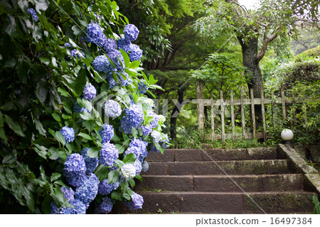 hydrangea   16497384