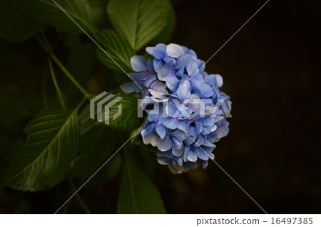 hydrangea   16497385