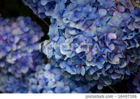 hydrangea   16497386