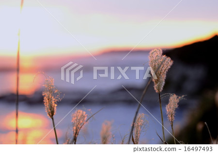 海邊的蒲葦在夕陽的映照下發出美麗的光芒 16497493