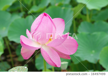 Ancient lotus Ancient lotus 16497499