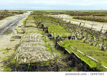 Oyster farming 16497881