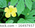 花 16497937