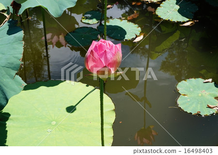 Ancient lotus lotus lotus 16498403